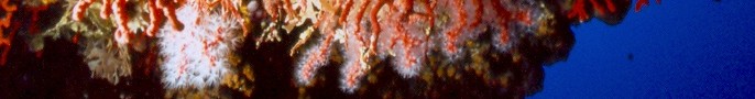 The red Coral inside the Nereo Cave