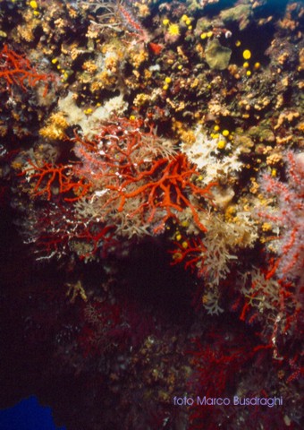 The Red Coral - Corallium Rubrum