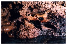 The pre-ice age skeleton of some deers set in the limestone